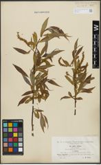 Foto von Salix alba L. x Salix fragilis L.